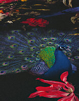 the peacock  from the queens garden  vinyl op vlies 